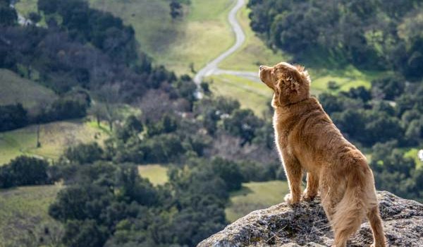 golden retriever à la campagne