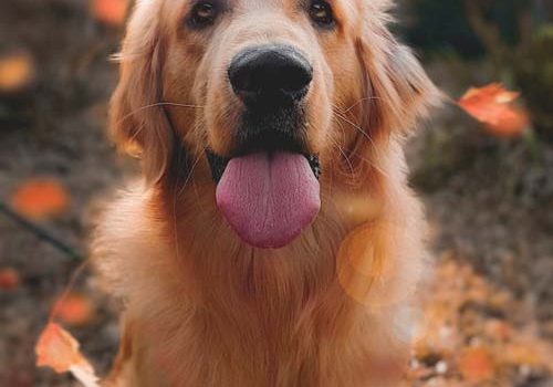 Golden Retriever en foret