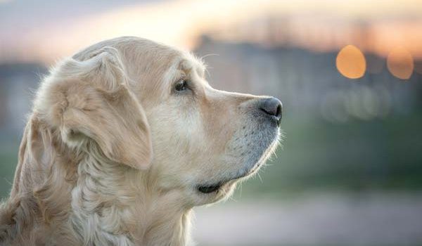 Golden Retriever de profil