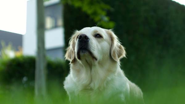 Golden retriever couché