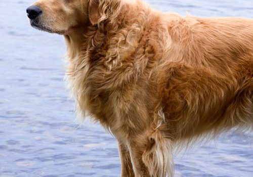 golden retriever dans l'eau