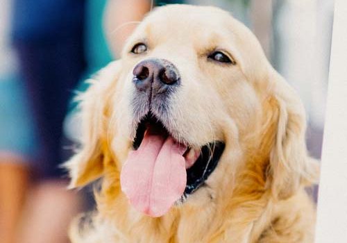 Golden Retriever heureux