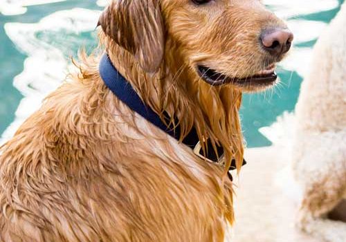 un golden retriever qui aime l'eau