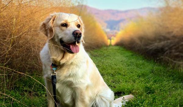 Golden Retriever en promenade