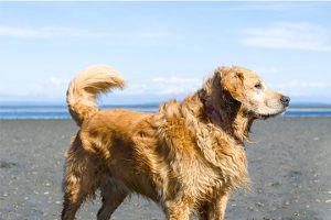 Race Golden Retriever