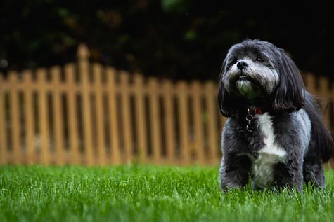 Le groupe du Shih Tzu