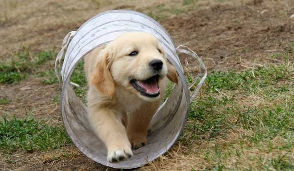 jeune Golden Retriever