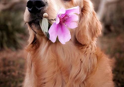Magnifique Golden Retriever