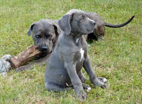 Les maladies du Cane Corso