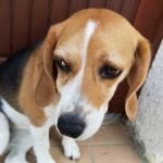 L'abcès dentaire du chien