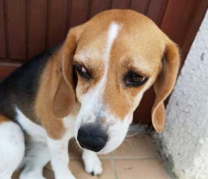 L'abcès dentaire du chien