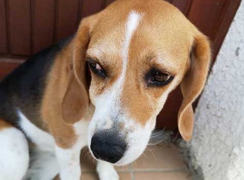 L'abcès dentaire du chien