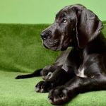 L'acné du menton chez le chien