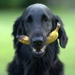 banane pour chien
