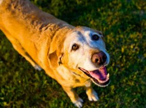 Insuffisance cardiaque du chien : causes, symptômes et traitement