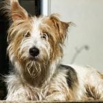 Séborrhée du chien