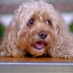 sterilisation de la chienne