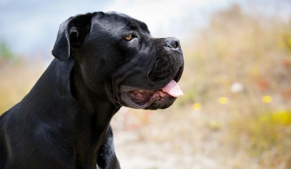 cane corso aux yeux clairs