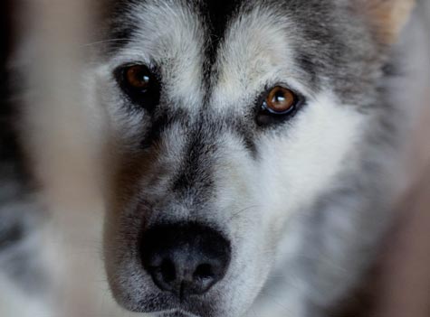 Espérance De Vie Du Husky Sibérien Toutoupourlechiencom