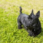 lymphome cutané du chien