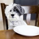 Ration ménagère pour chien