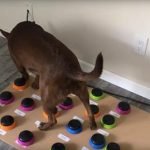 elle apprend à parler à son chien