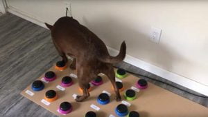 elle apprend à parler à son chien