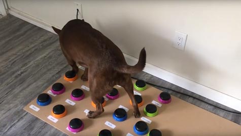 elle apprend à parler à son chien