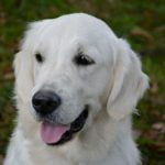 vulve gonflée de la chienne