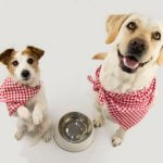 Bien nourrir son chien