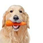 carotte pour chien