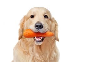 carotte pour chien