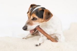 Bois de cerf pour chien