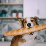 donner du pain à son chien