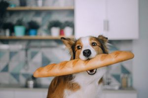 donner du pain à son chien