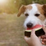 Pastèque pour chien