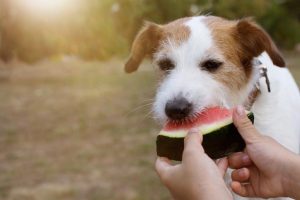 Peut-on donner de la clémentine à son chien ? - Toutoupourlechien.com -
clementine toxique chien