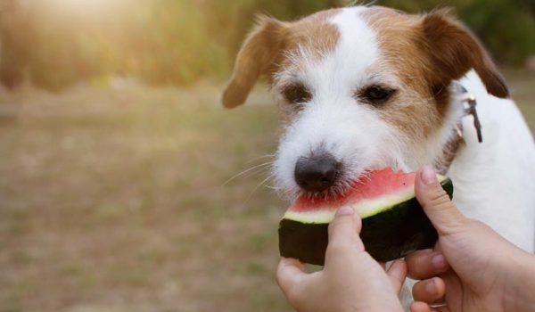 Pastèque pour chien