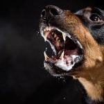 la rage du chien