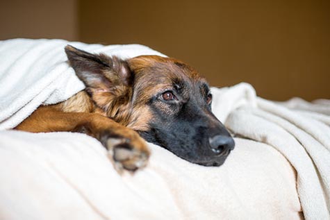 berger allemand malade