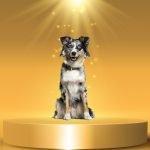 berger australien chien préféré en 2019