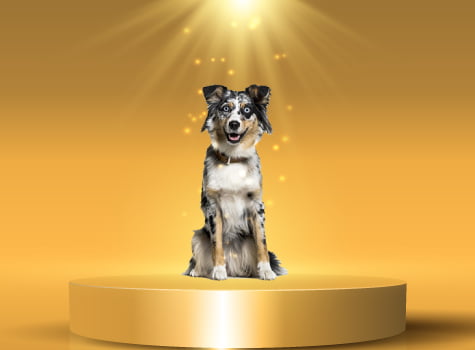 berger australien chien préféré en 2019