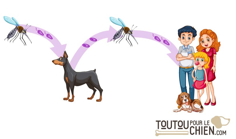 le cycle de développement des leishmanies