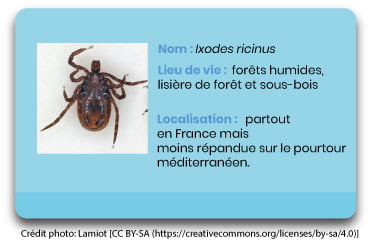 Ixodes ricinus