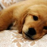 Chiot atteint de la maladie de Carré