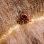 Piroplasmose du chien