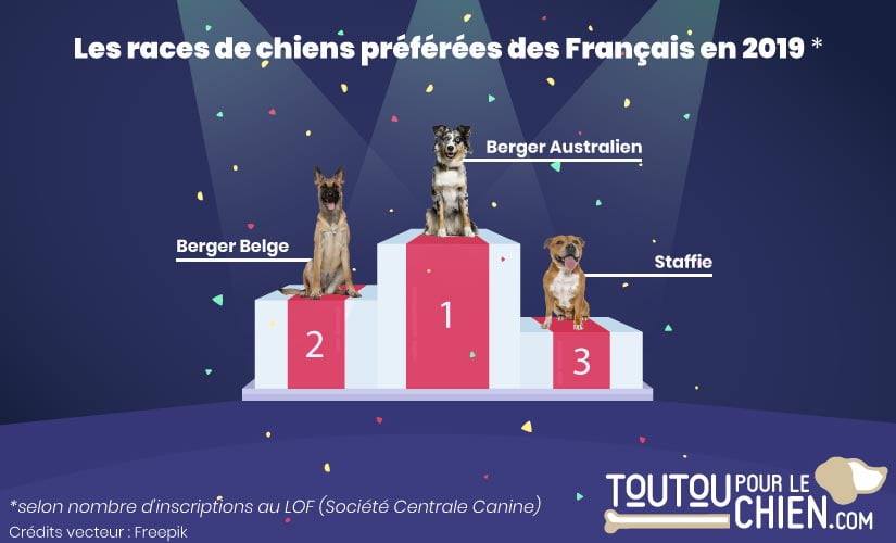 Classement des chiens préférés des français en 2019
