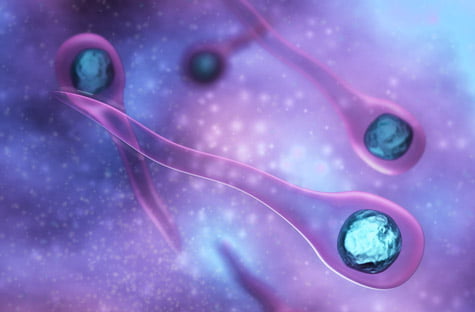 le tétanos du chien