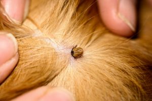 tique sur un chien