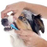 brosser les dents de son chien